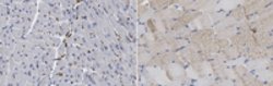 MYH-2 Rat anti-Rat, Mouse, Clone: 8F72C8, MilliporeSigma 100 &mu;g;Unconjugated:Antibodies,